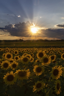 Sun rays!