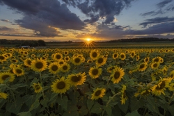 Backlit flowers at sunset.