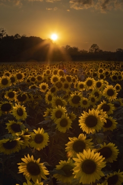 Children of the Flowers...can you see her?