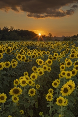 Sunflowers at Burnside Farms