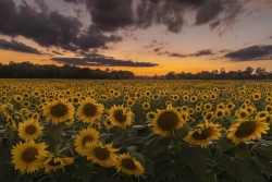 Sunflowers at Burnside Farms