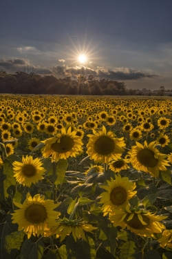 Sunflowers at Burnside Farms