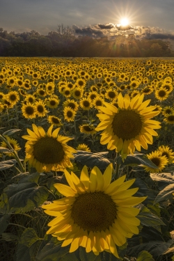 Backlit flowers