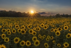 Sunflowers at Burnside Farms