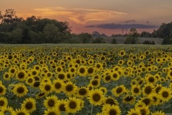 Sunflowers at Burnside Farms