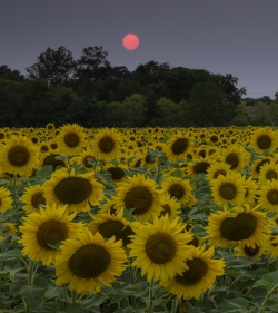 Smoky skies create a soft red ball at sunset.