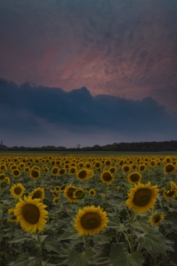 Very interesting sunset color above a low hanging storm cloud.