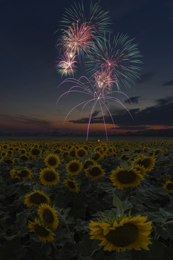 Spider-like burst of purple streamers.  (f13, 11 sec, ISO 100)