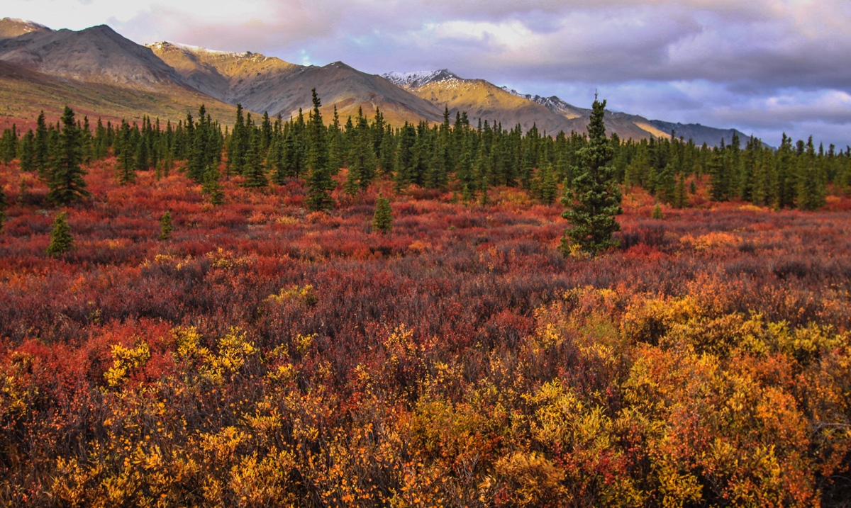 Fall Colors on the Tundra, Denali NP - Light and Landscapes