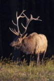 Bull Elk, Benezette, PA