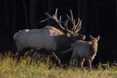 Bulk Elk herding up a Young Calf