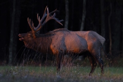 Bull Elk Bugling at Twilight