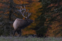 Bull Elk in the Fall
